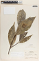 Malouetia guatemalensis image