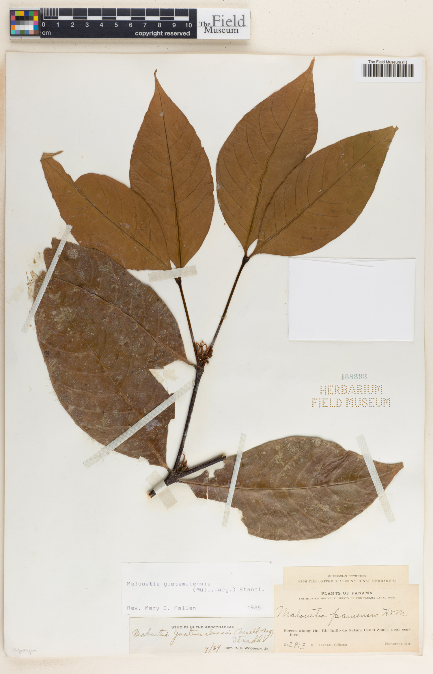 Malouetia guatemalensis image