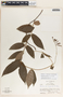 Mandevilla acutiloba image