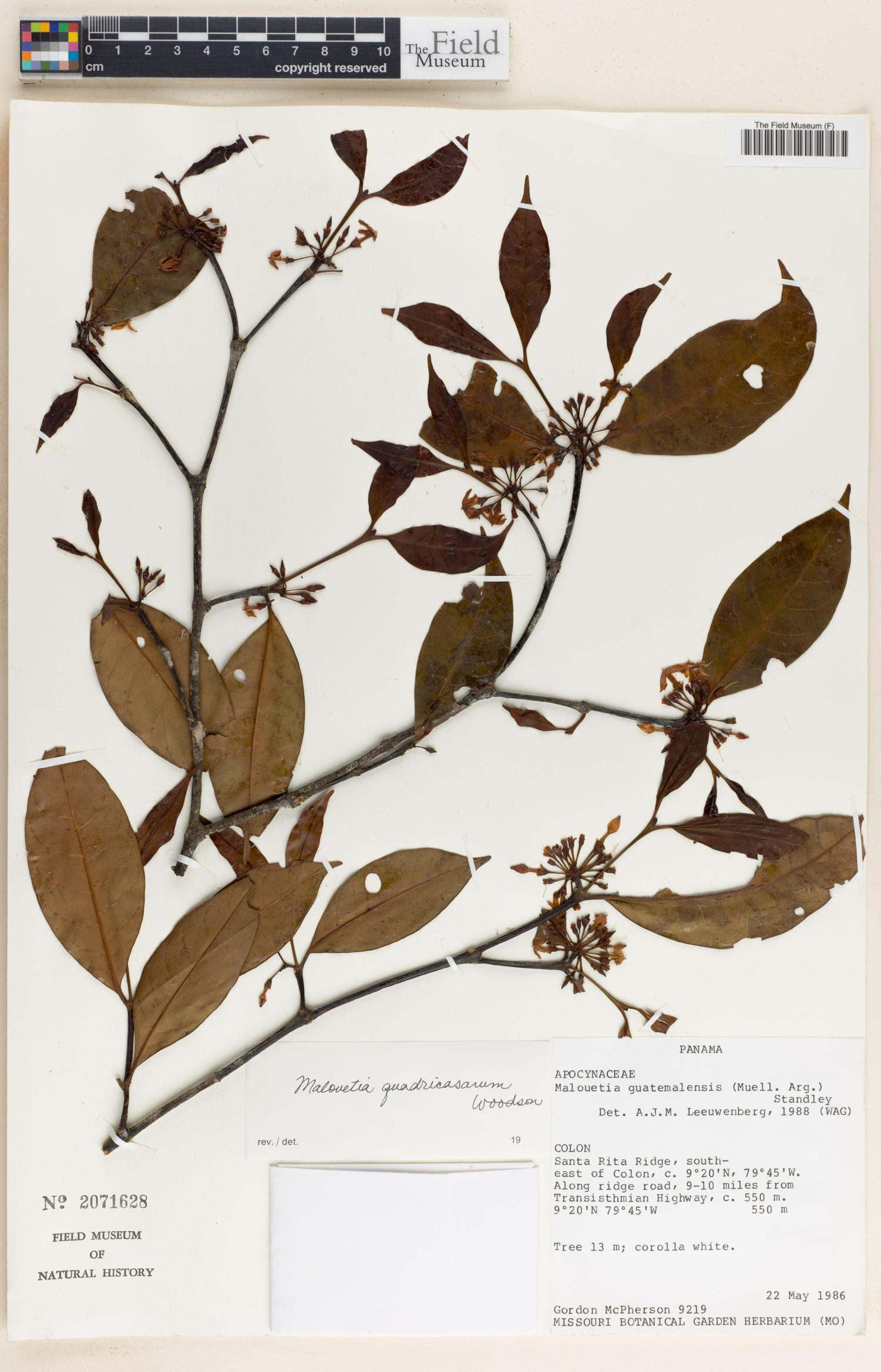 Malouetia quadricasarum image