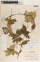 Mandevilla acutiloba image