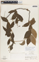 Mandevilla acutiloba image