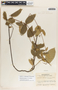 Mandevilla acutiloba image