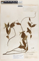 Mandevilla acutiloba image