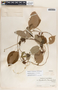 Mandevilla acutiloba image