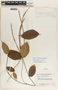 Mandevilla acutiloba image