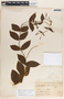 Mandevilla acutiloba image