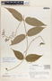 Mandevilla acutiloba image