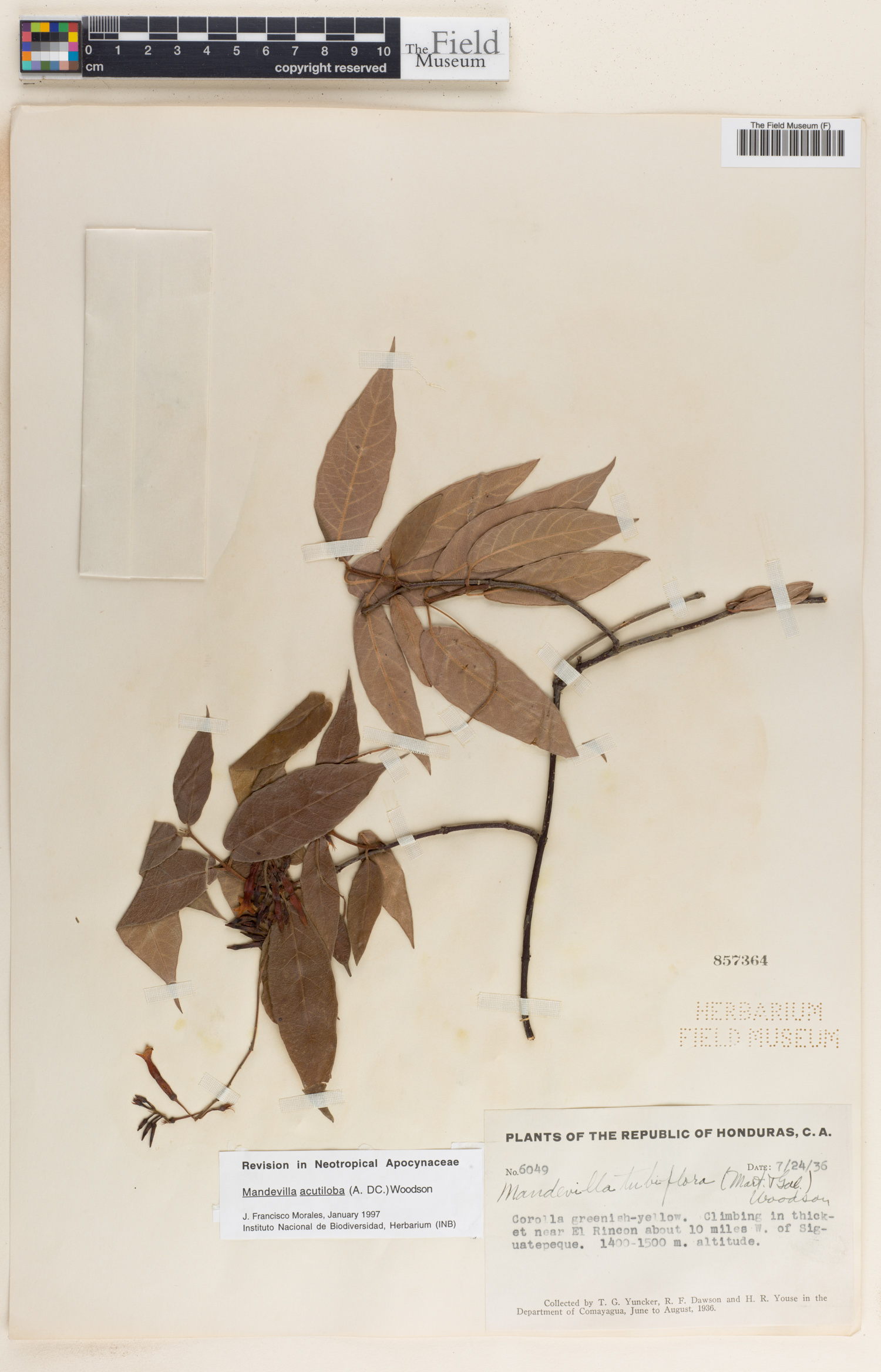 Mandevilla acutiloba image