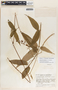 Mandevilla acutiloba image