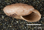 Solaropsis heliaca image