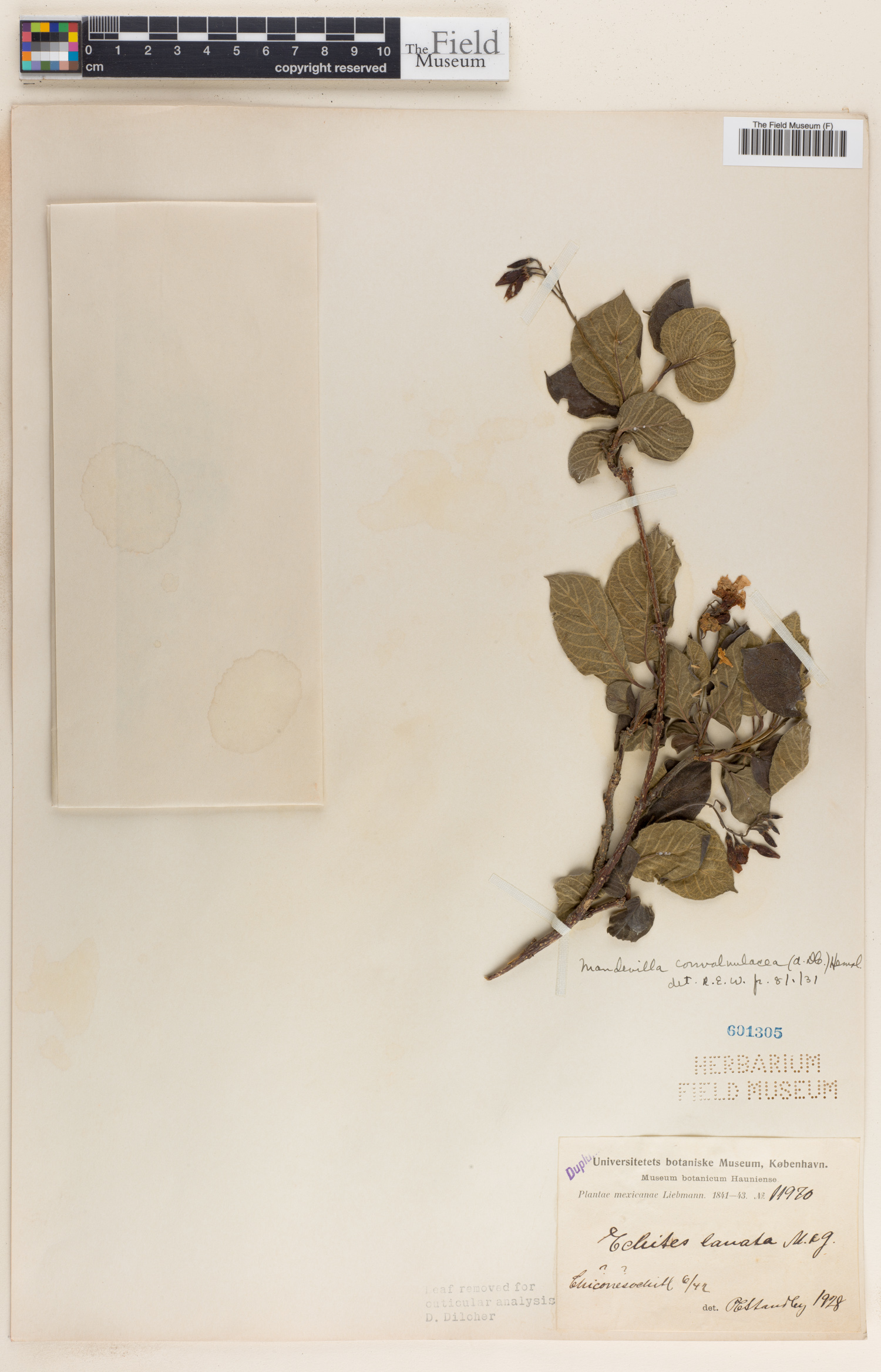 Mandevilla convolvulacea image