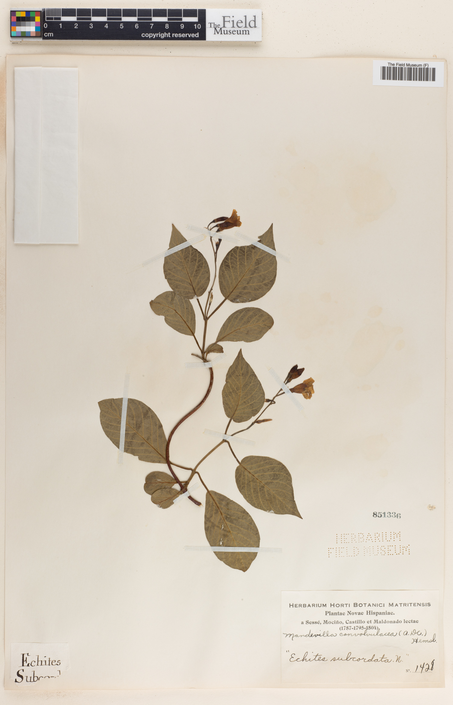 Mandevilla convolvulacea image