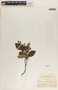 Mandevilla convolvulacea image