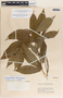 Mandevilla foliosa image