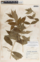 Mandevilla foliosa image