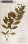 Mandevilla foliosa image