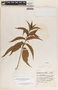 Mandevilla foliosa image