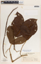 Mandevilla hirsuta image