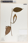 Mandevilla hirsuta image