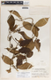 Mandevilla hirsuta image