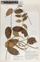 Mandevilla hirsuta image