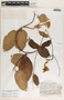 Mandevilla hirsuta image