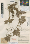 Paullinia filicifolia image