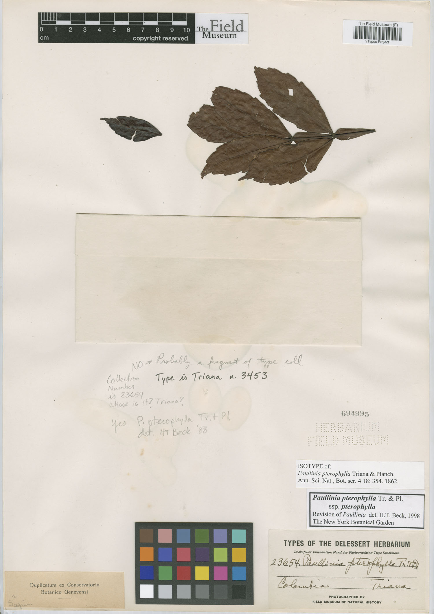 Paullinia pterophylla image