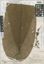 Talisia hexaphylla subsp. hexaphylla image