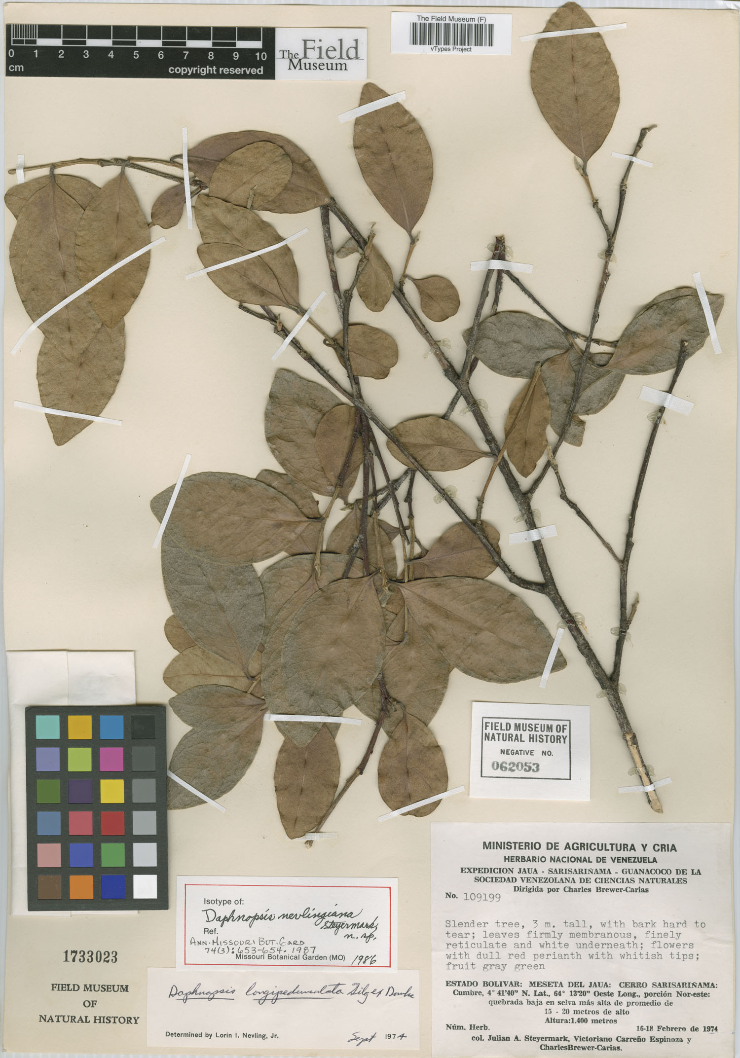 Daphnopsis nevlingiana image