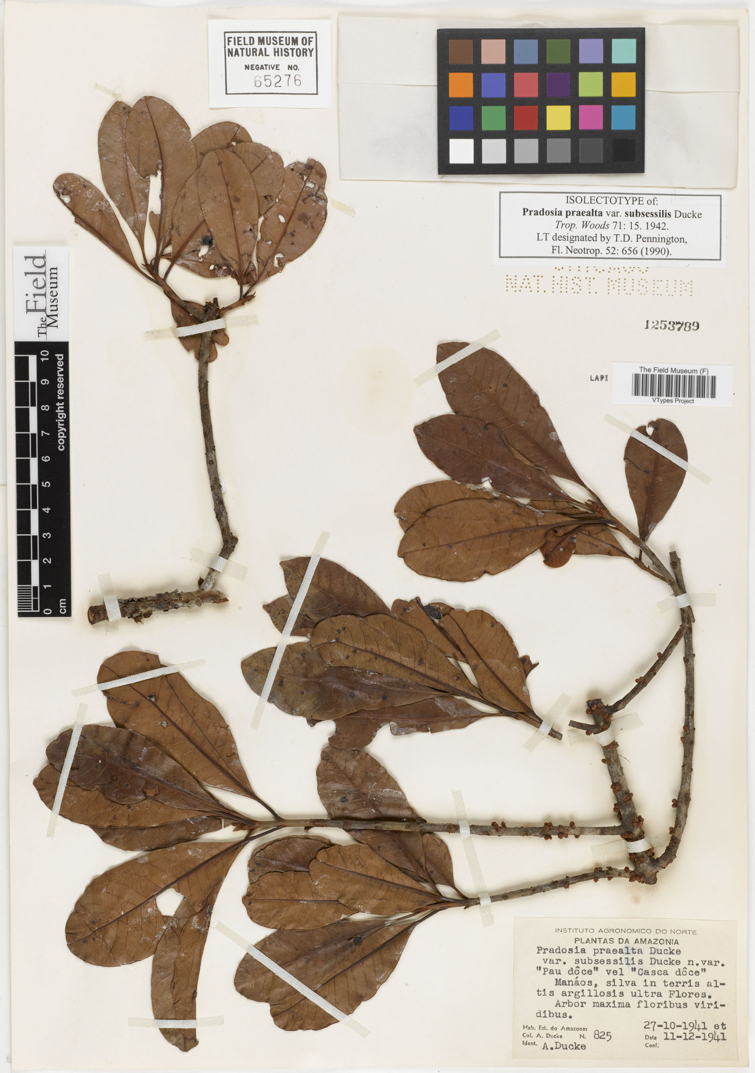 Pradosia cochlearia subsp. praealta image