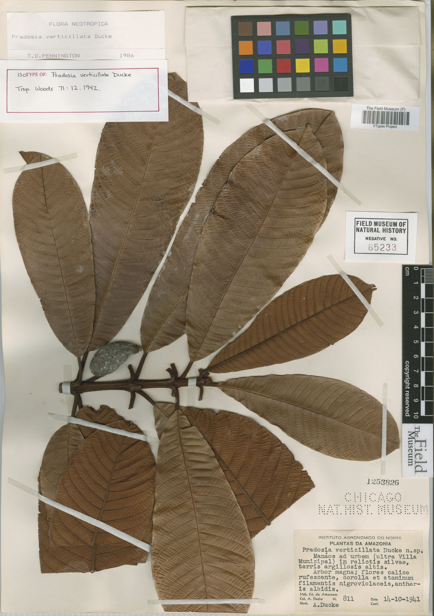 Pradosia verticillata image