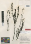 Neobartsia laniflora image
