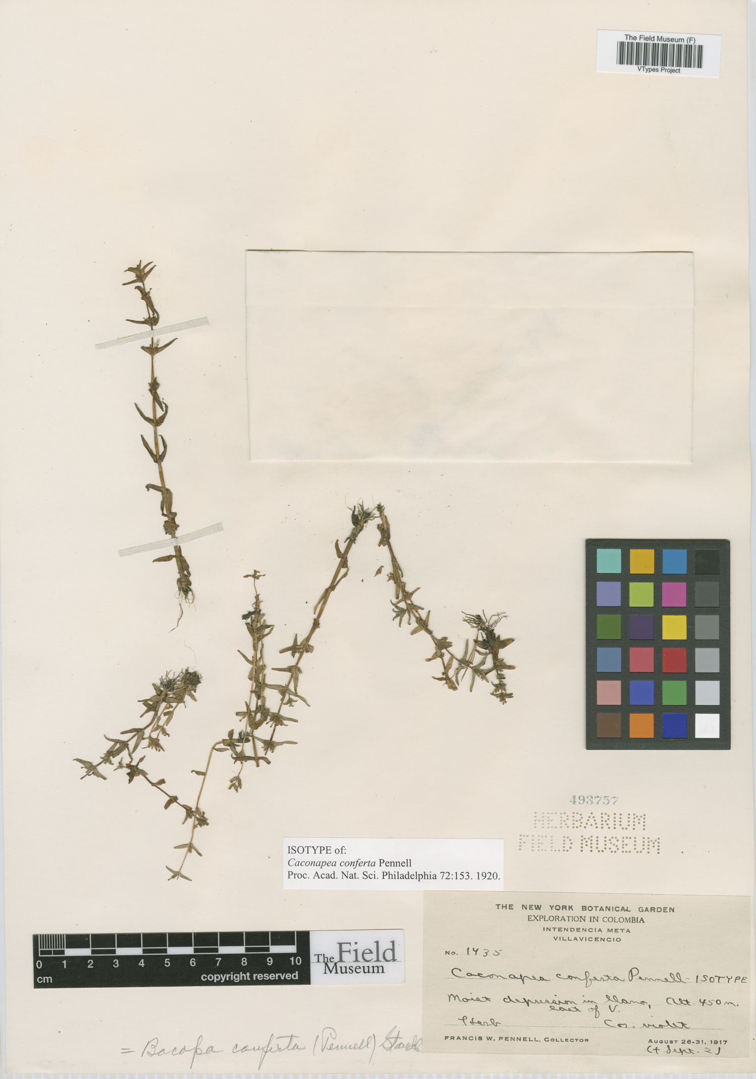 Bacopa sessiliflora image
