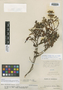 Calceolaria microbefaria image
