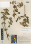 Calceolaria campii image