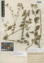 Calceolaria camptoclada image