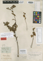 Calceolaria dentata image
