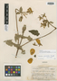 Calceolaria grandiflora image