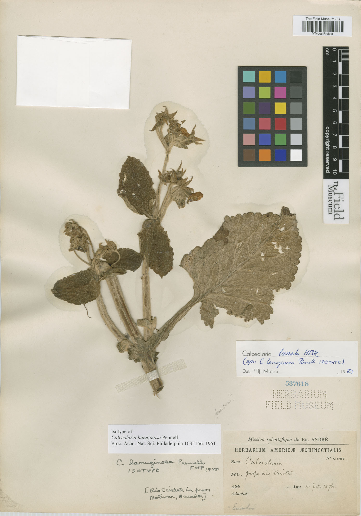 Calceolaria lanuginosa image