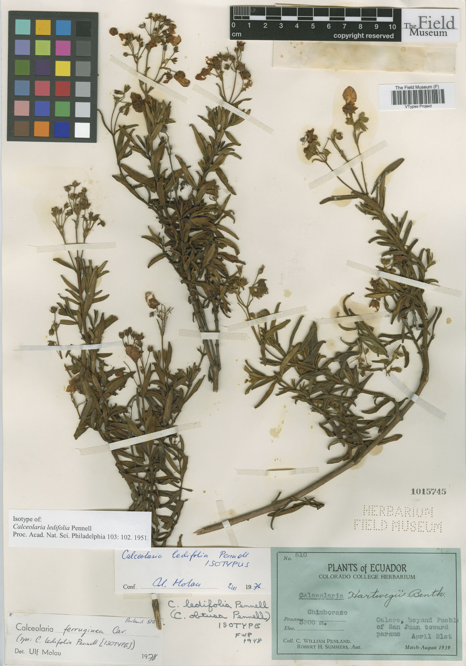 Calceolaria ledifolia image