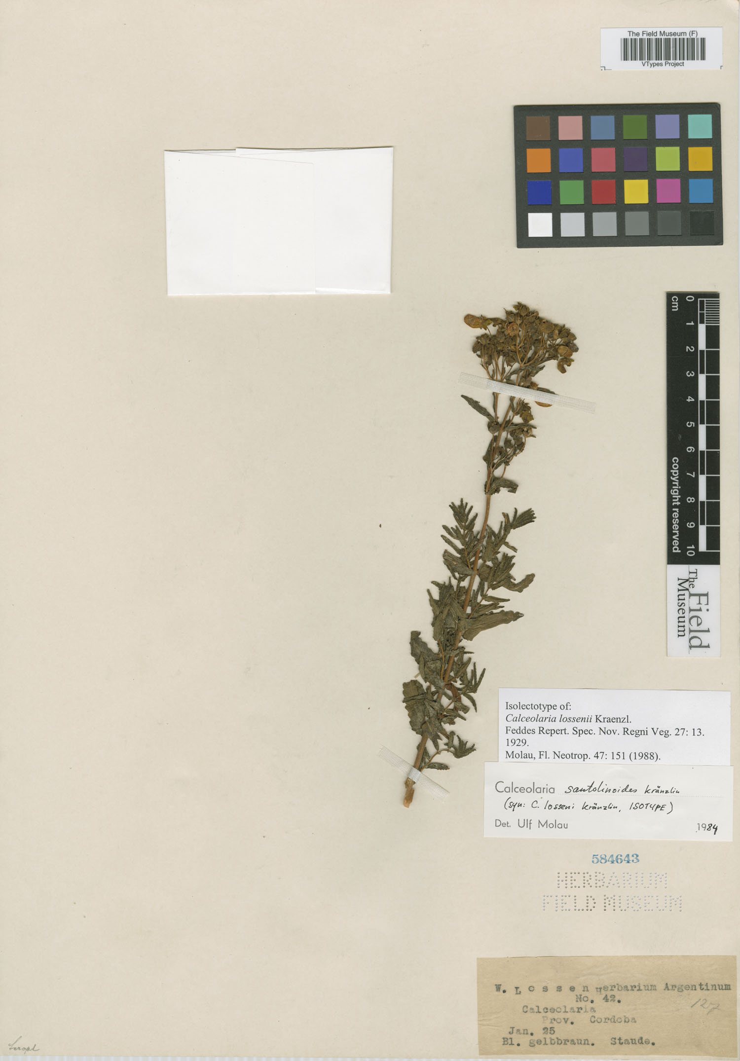 Calceolaria santolinoides image