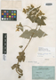 Calceolaria platyzyga image