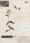 Calceolaria microbefaria image