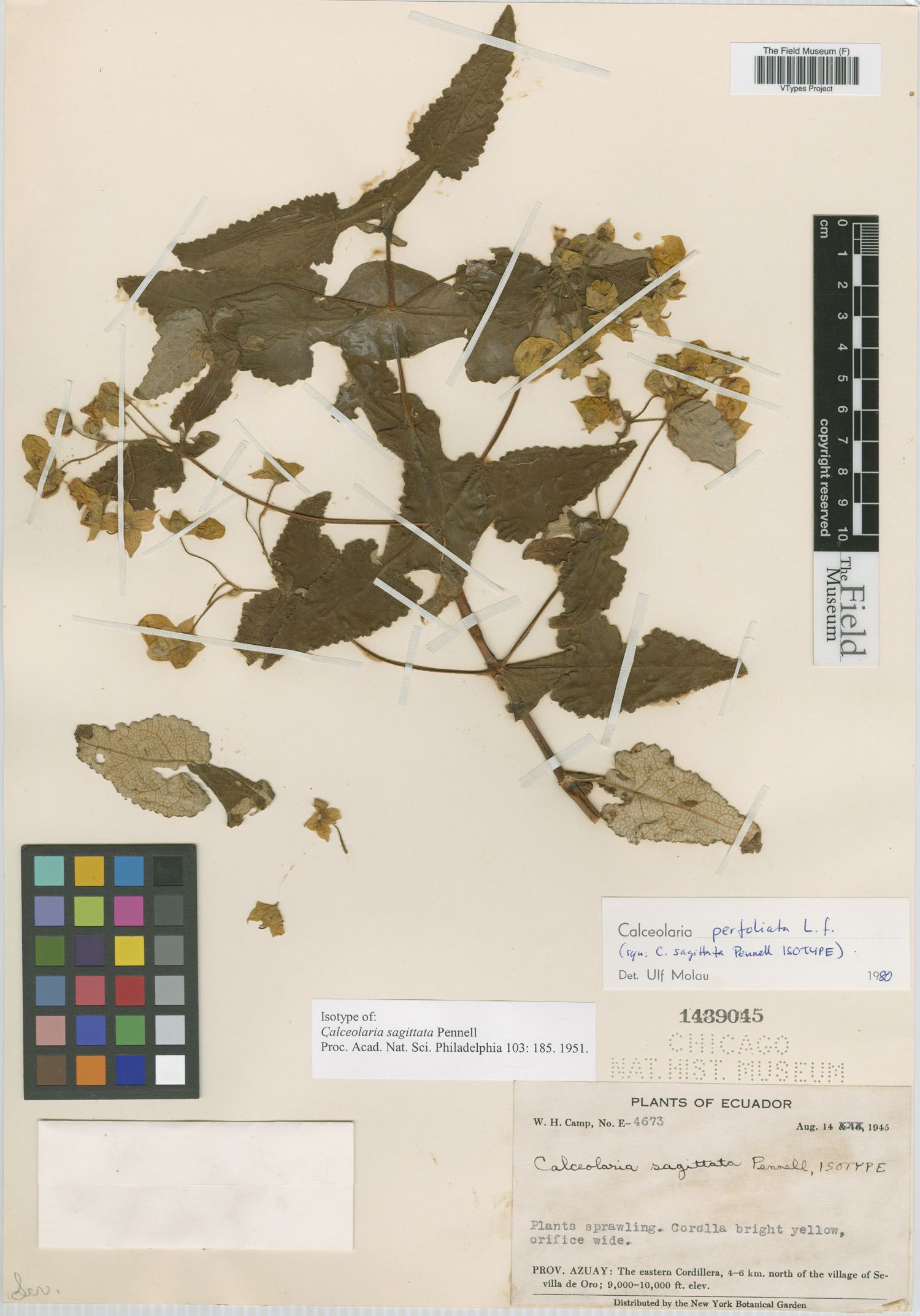 Calceolaria sagittata image