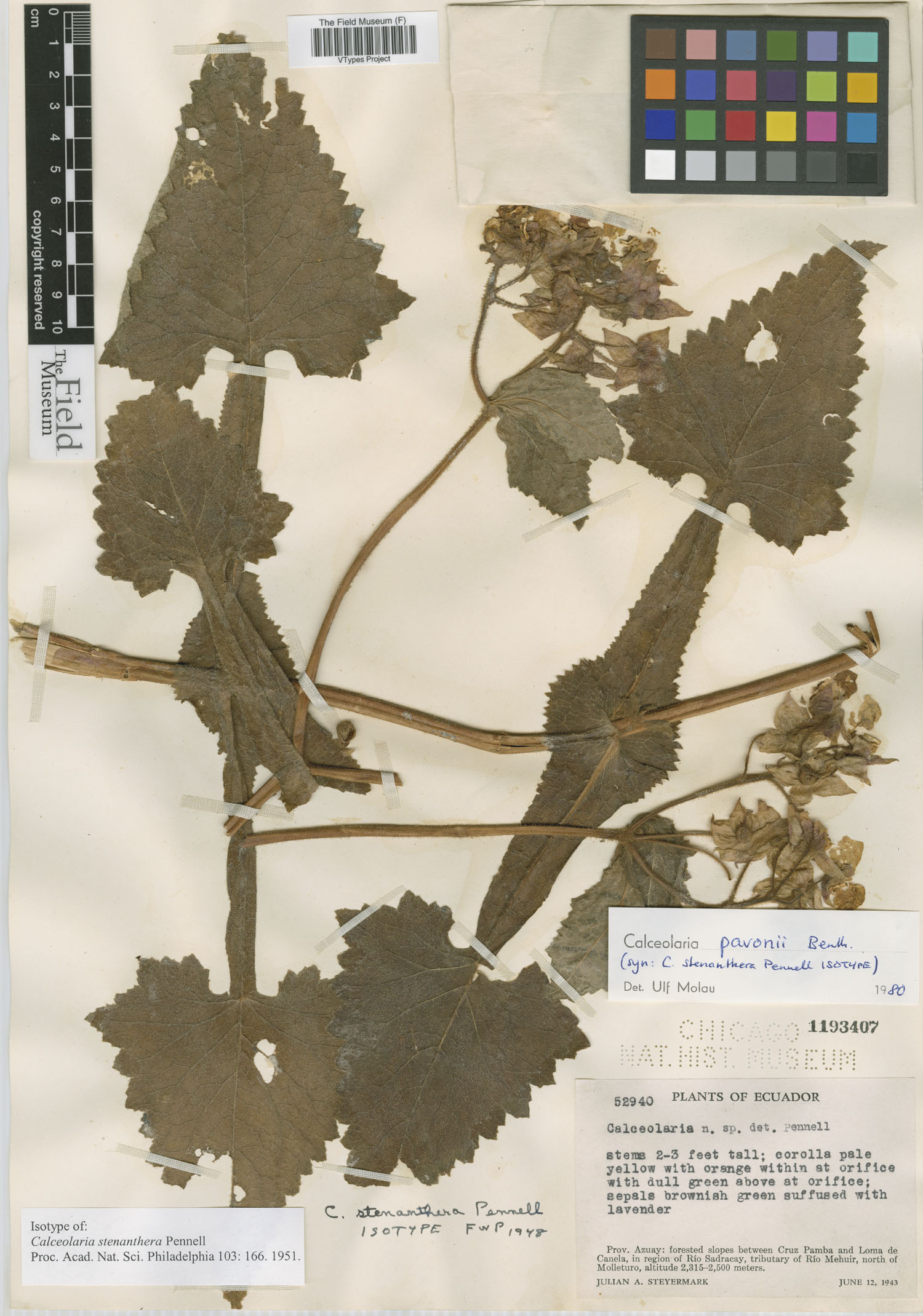 Calceolaria stenanthera image