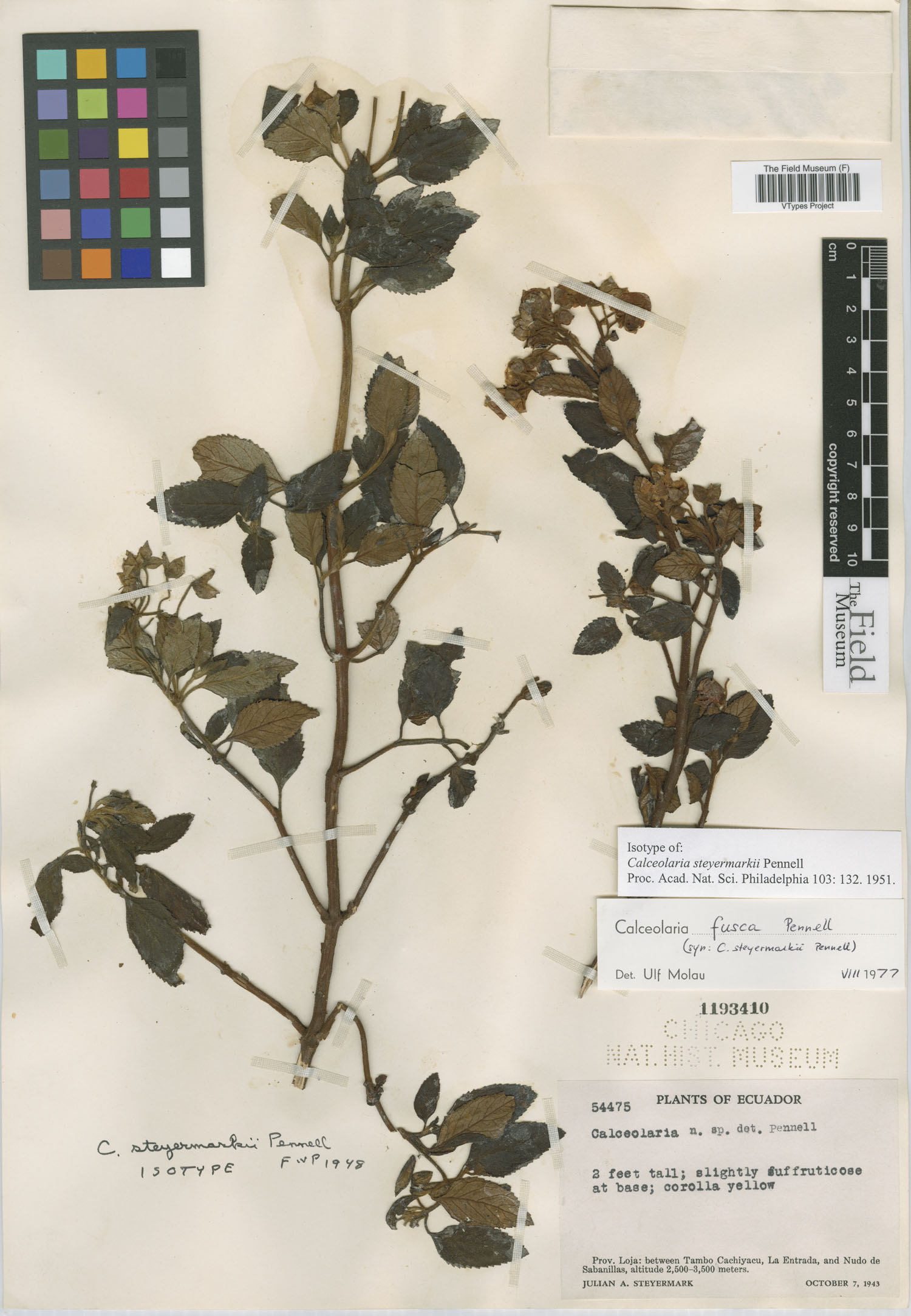 Calceolaria steyermarkii image
