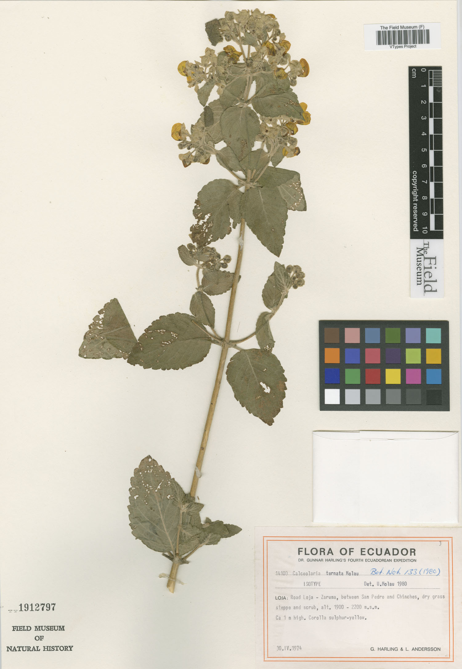 Calceolaria ternata image