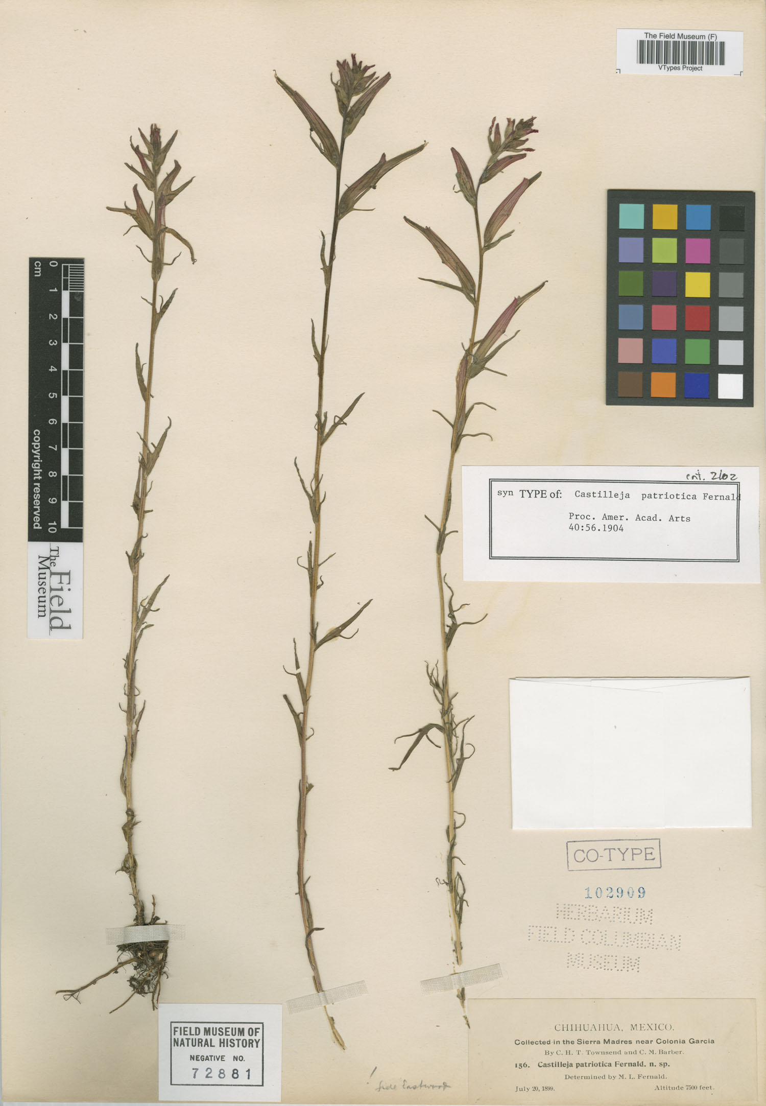 Castilleja patriotica image